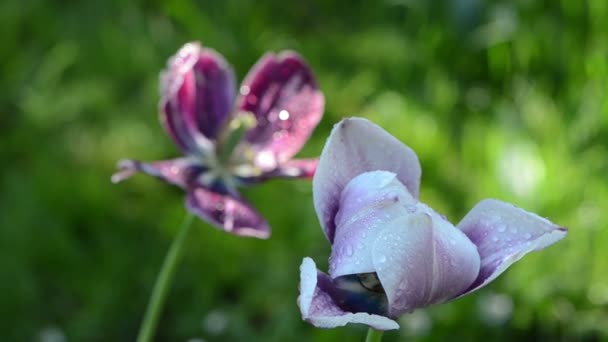 Fiori di tulipano bagnati — Video Stock