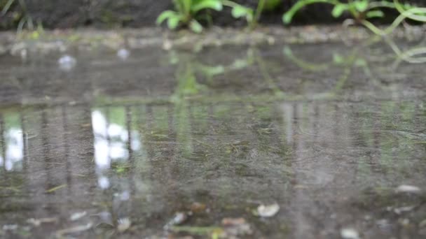 Puxe a gota de chuva de água — Vídeo de Stock