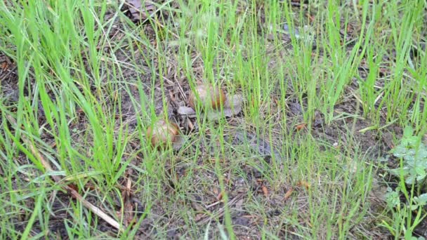 Snail grass rain drop — Stock Video