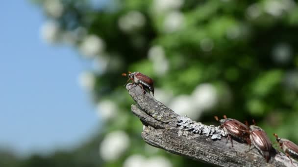 Colonne Maybug — Video