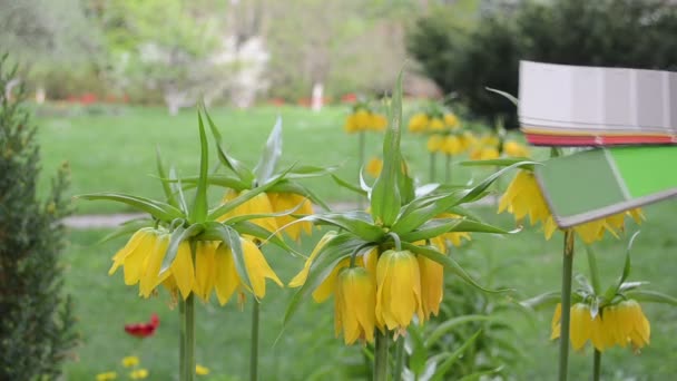 Scala di colore giardino donna — Video Stock