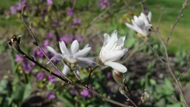 Magnolia bud bloom flower — Stock Video