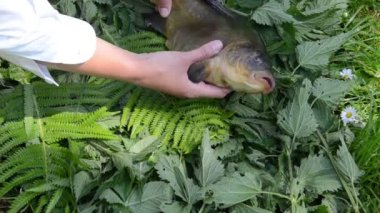 grande peixe pequeno
