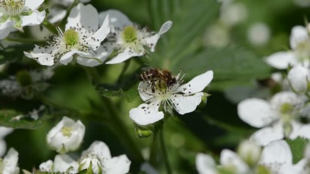 Bina att blommor — Stockvideo