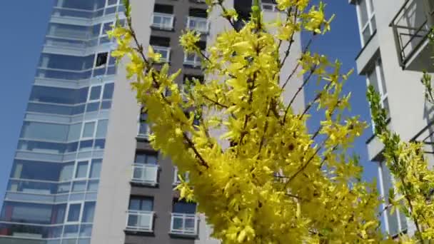 Forsythia bush bloem — Stockvideo