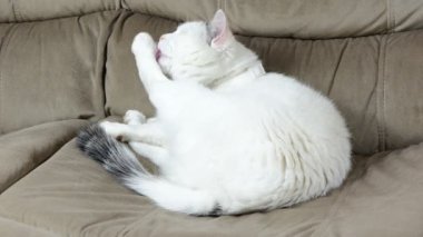 kedi evcil hayvan yıkama pençe