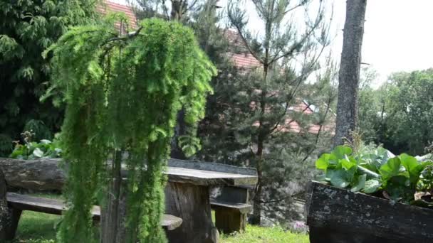 Drzewo sosny parku huśtawki — Wideo stockowe