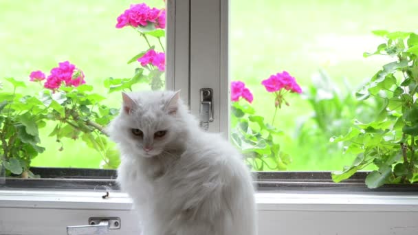 Белая кошка на подоконнике — стоковое видео
