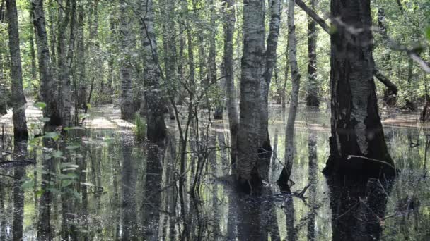 Luz solar da floresta — Vídeo de Stock