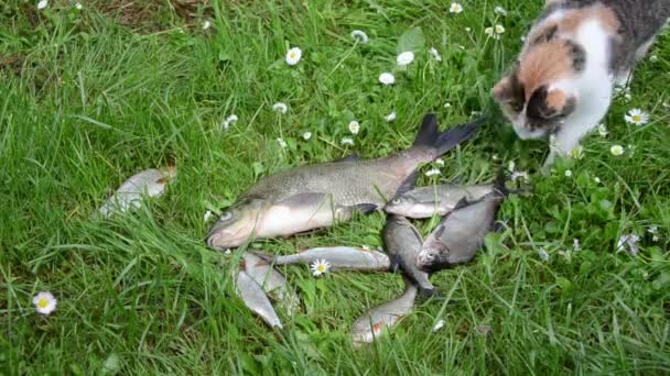 Voeding voor de kat stelen vis — Stockvideo