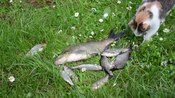 Chat voler de la nourriture de poisson — Video