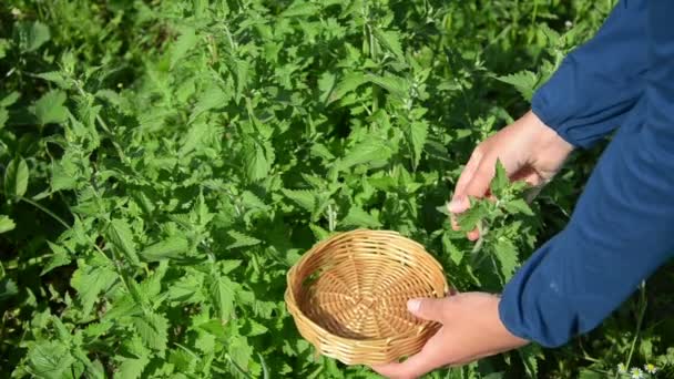 약초 손 연 잎 — 비디오