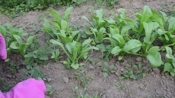 Hand grub weeds garden — Stock Video