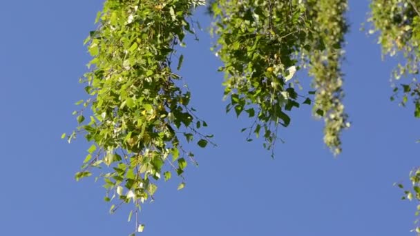 Leaf tree branch sky — Stock Video