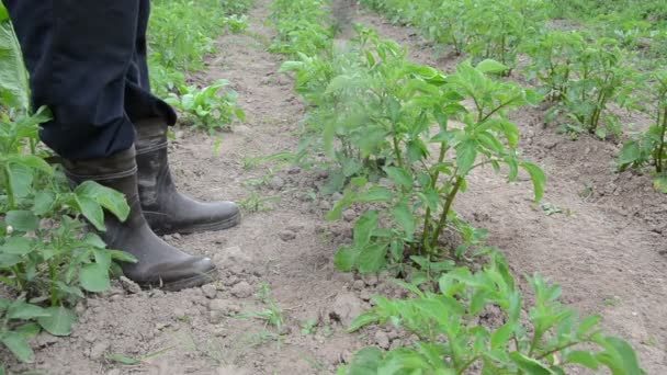 Gardener fight pest weed — Stock Video