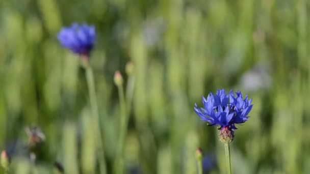 Korenbloem bloei verplaatsen — Stockvideo