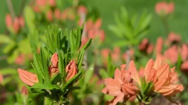 ormangülü çiçek çiy