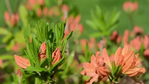Rhododendron bloem dauw — Stockvideo