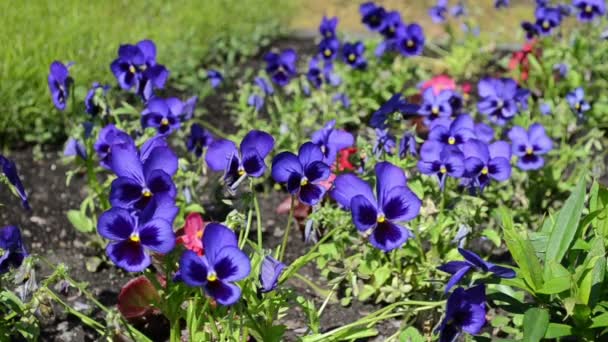 Viola pansy flower bloom — Stock Video