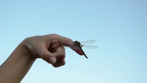 Μεγάλο damselfly — Αρχείο Βίντεο