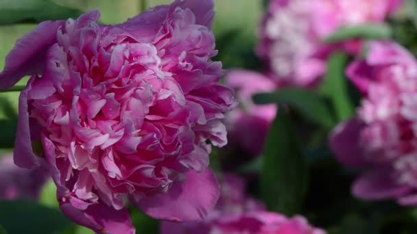 Квітка півонії цвіте росою — стокове відео