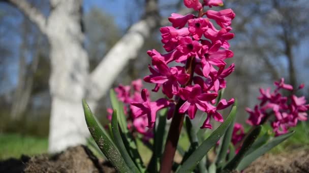 Hyacint zelený z květ — Stock video