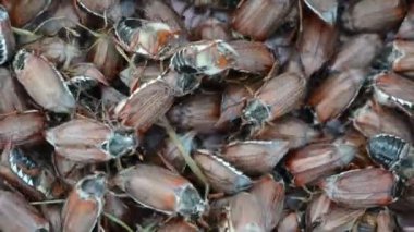 büyük cockchafer