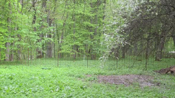 Blütenblätter fallen Gartenblüte — Stockvideo