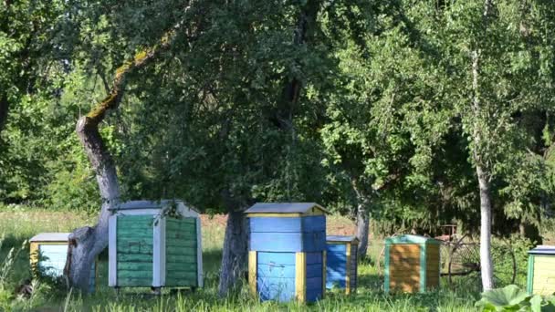 Bee hives fruitbomen — Stockvideo