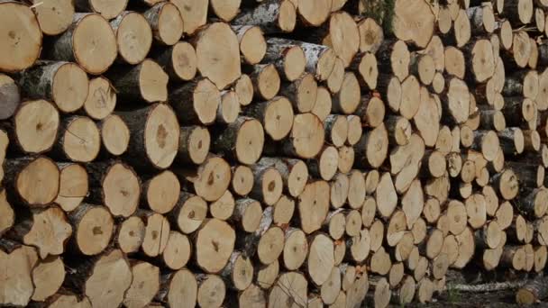Bois de chauffage grumes combustible 