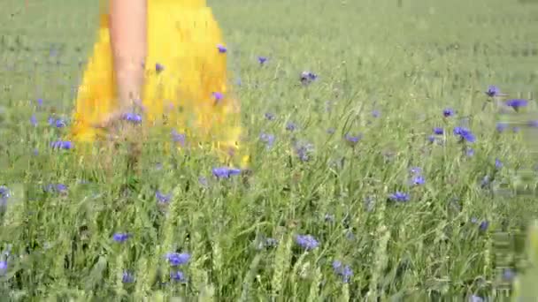 Tocar la mano bluet planta — Vídeos de Stock