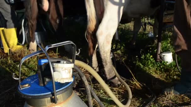 挤奶机泵奶 — 图库视频影像