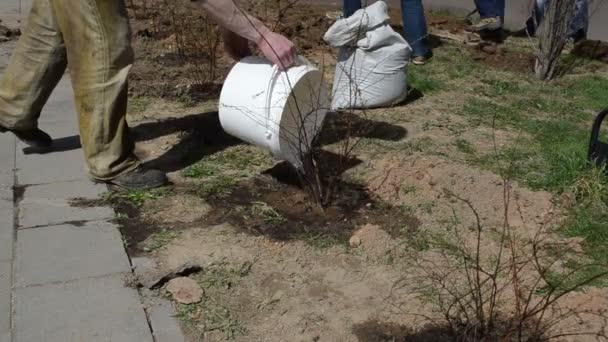 Arbusto de cubo de agua — Vídeo de stock