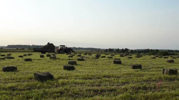農夫の収穫の干し草ベール — ストック動画
