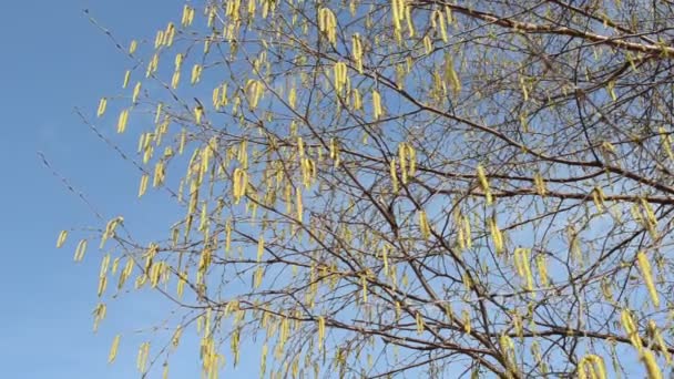 Blue sky birch buds — Stock Video