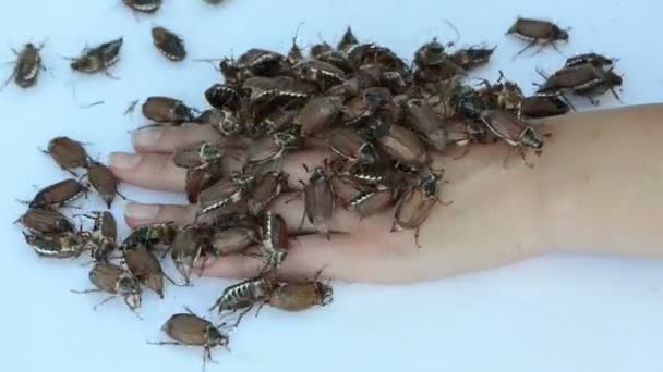 Bunch of large cockchafer — Stock Video