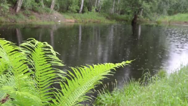 Pond drop rain — Stock Video