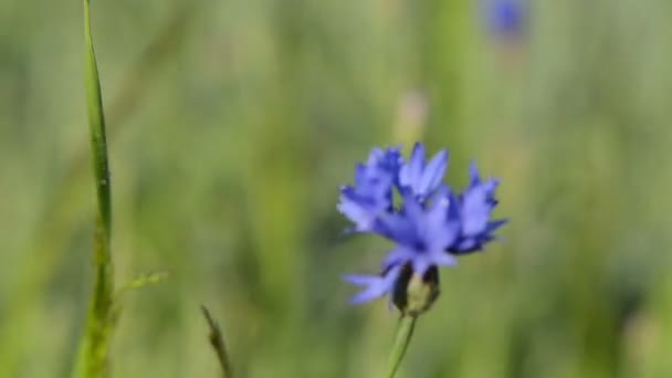 Bouge de fleur de bleuet — Video
