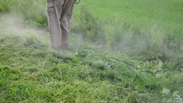 Homme tondeuse herbe coupée — Video