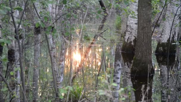 Solen speglar vatten skog — Stockvideo