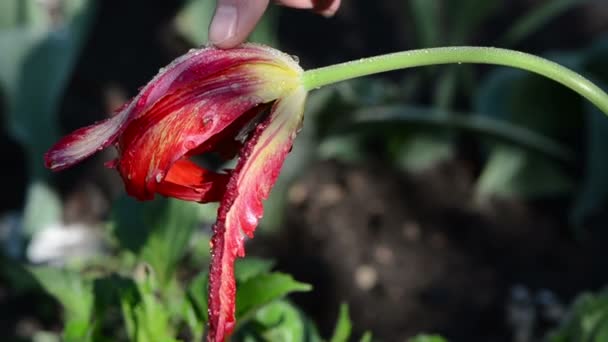 Gota de rocío de pétalo de tulipán — Vídeo de stock