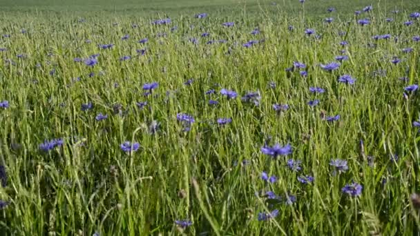 Flor de flor azul — Vídeo de Stock