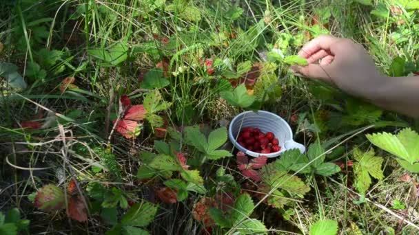 Руки диких ягод — стоковое видео