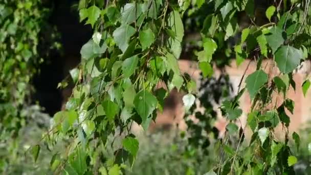 Leaf tree branch sky — Stock Video