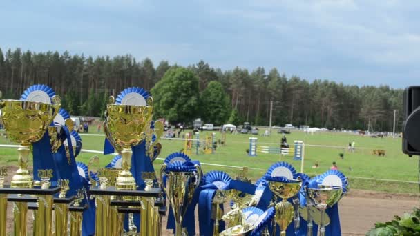 Jinete de premios Steeplechase — Vídeo de stock