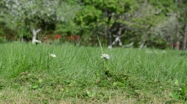 Daisy kesilmiş çimen çiçek