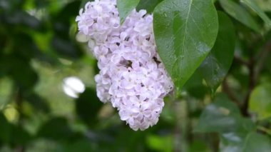 Leylak ağacı bloom çiy