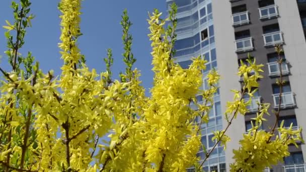 Forsythia bloem huis — Stockvideo