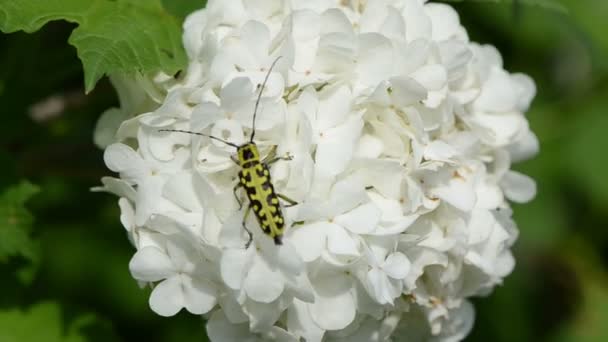 Black yellow bug flower — Stock Video