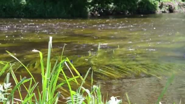 Vlinders in rivier — Stockvideo
